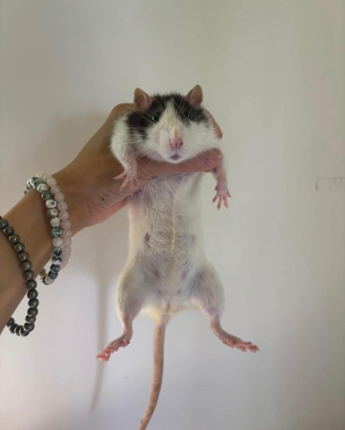 ️OWNER TOOK TO THE RSPCA ️... - Small Paws Animal Rescue QLD | Facebook