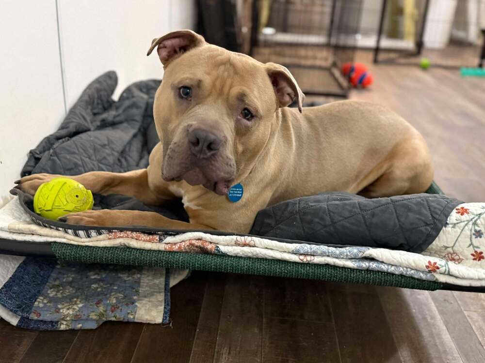 Sweet - BUCK https://www.sweetpawsrescue.org/dogs-for-adoption MA ...