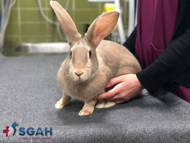 PEBBLES 🐾 Pebbles is a 6... - St George Animal Hospital