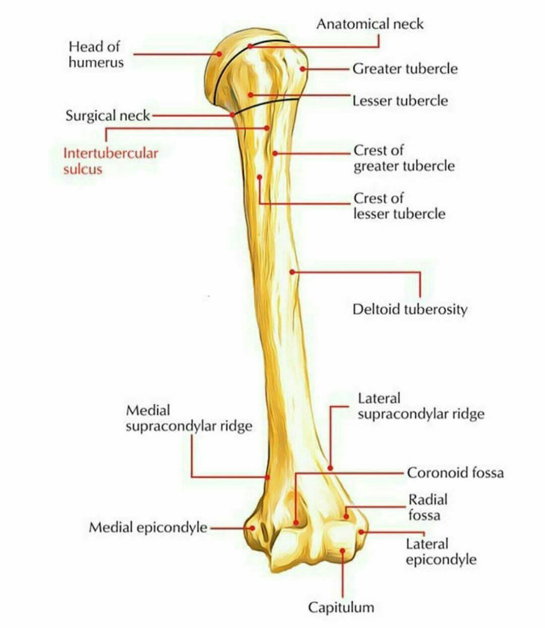 DRM - Structure of humerus The humerus is a long bone in...