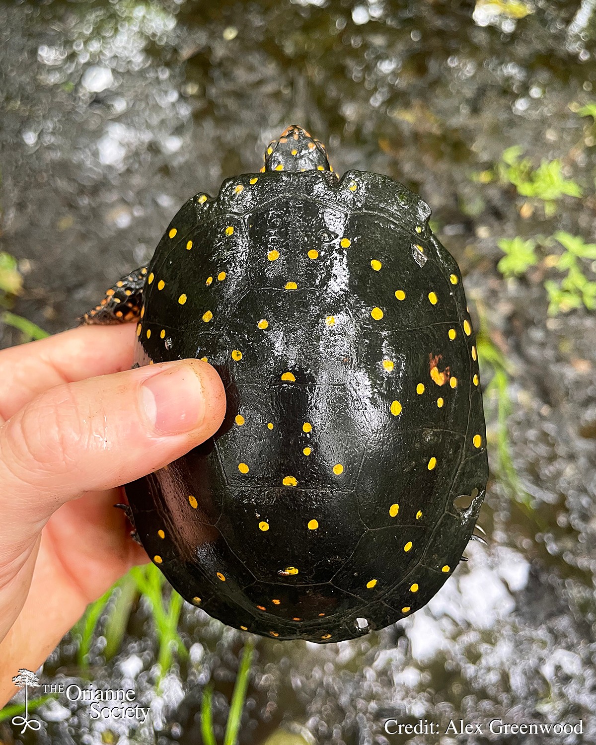 The Orianne - While conducting Spotted Turtle surveys, Alex recently ...