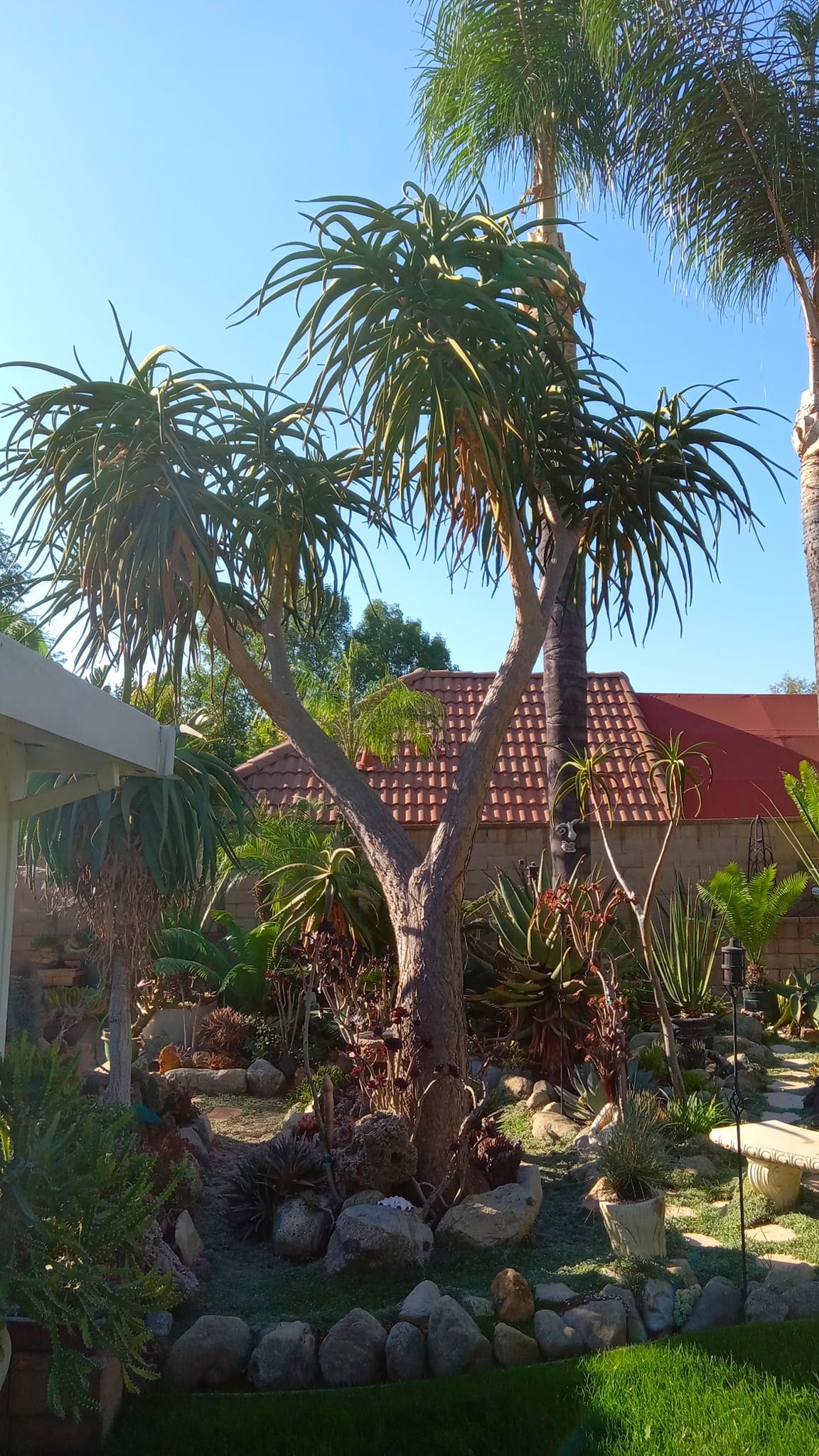 Carmichael Cactus and Succulent Society