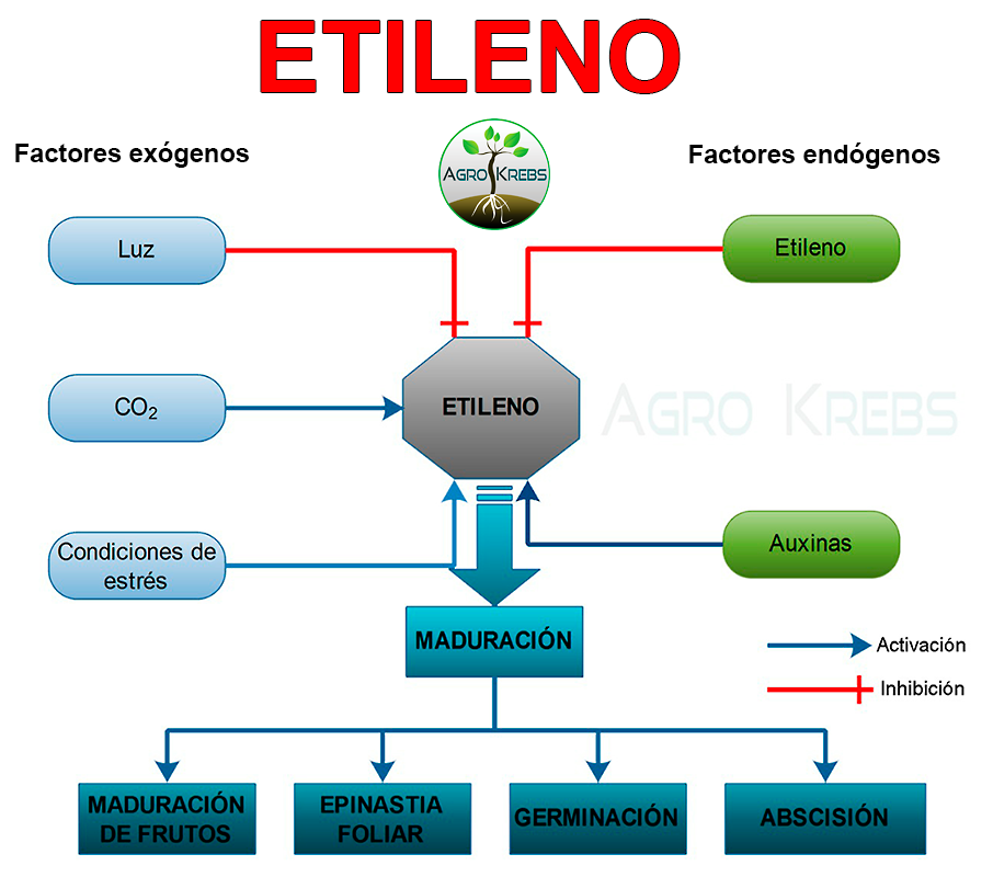 Agro Krebs - ETILENO El etileno es una sustancia... | Facebook