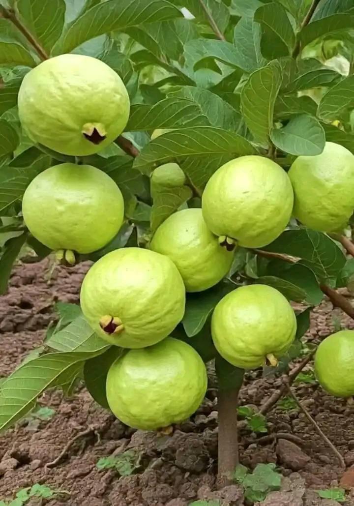 CAM - UKAMILISHE NINI KABLA YA KUANZA UFUGAJI KUKU. #Sifa za banda bora ...