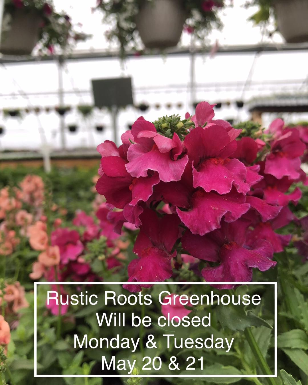 Rustic Roots Greenhouse | La Crete AB