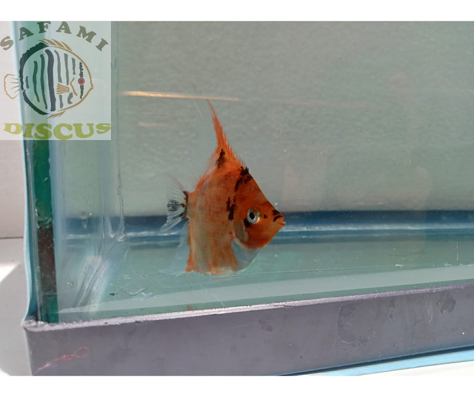 Safami Discus