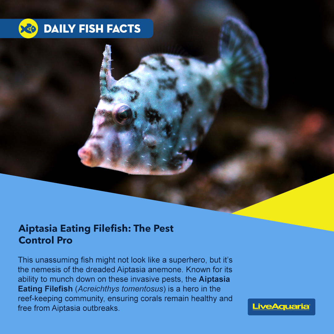 LiveAquaria.com - The Aiptasia Eating Filefish is a Fish Fact spotlight ...