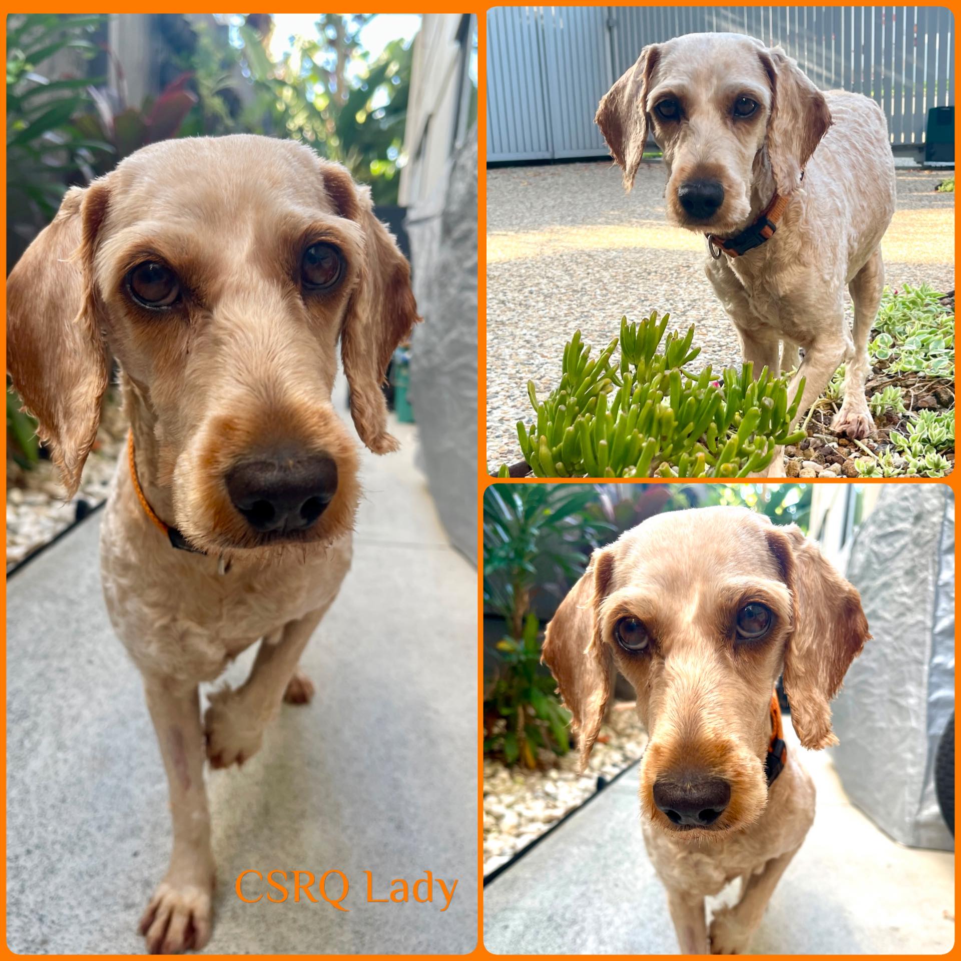 Cocker Spaniel Rescue QLD inc