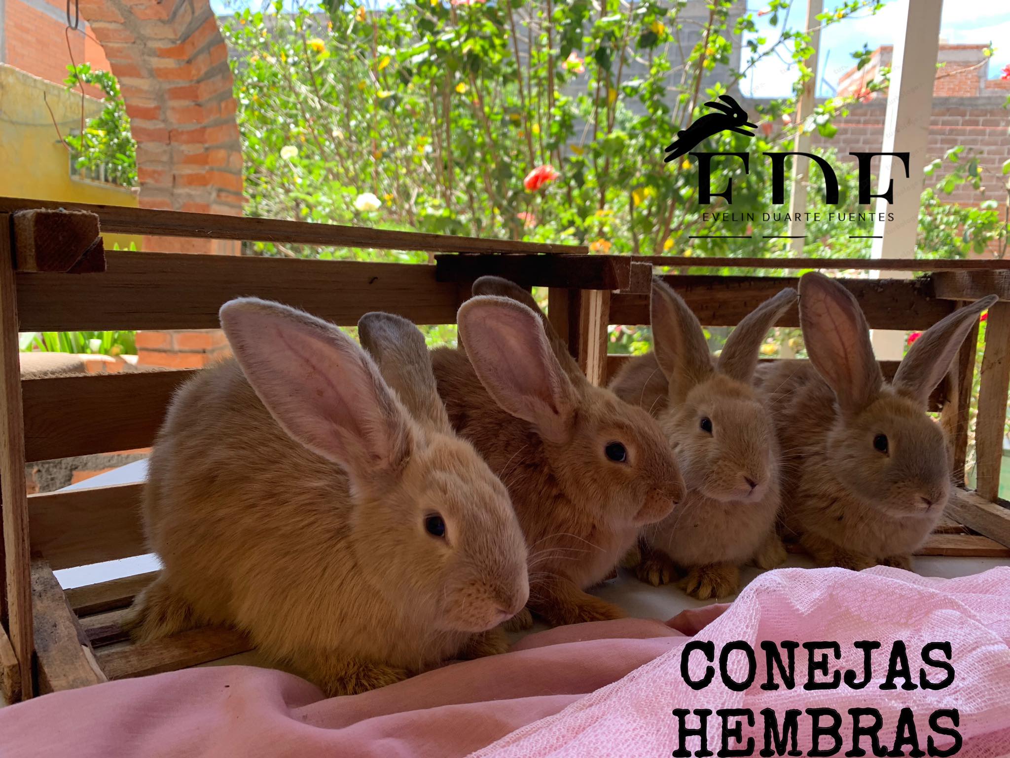 Evelin Rabbit Ranch. | San Luis Potosí