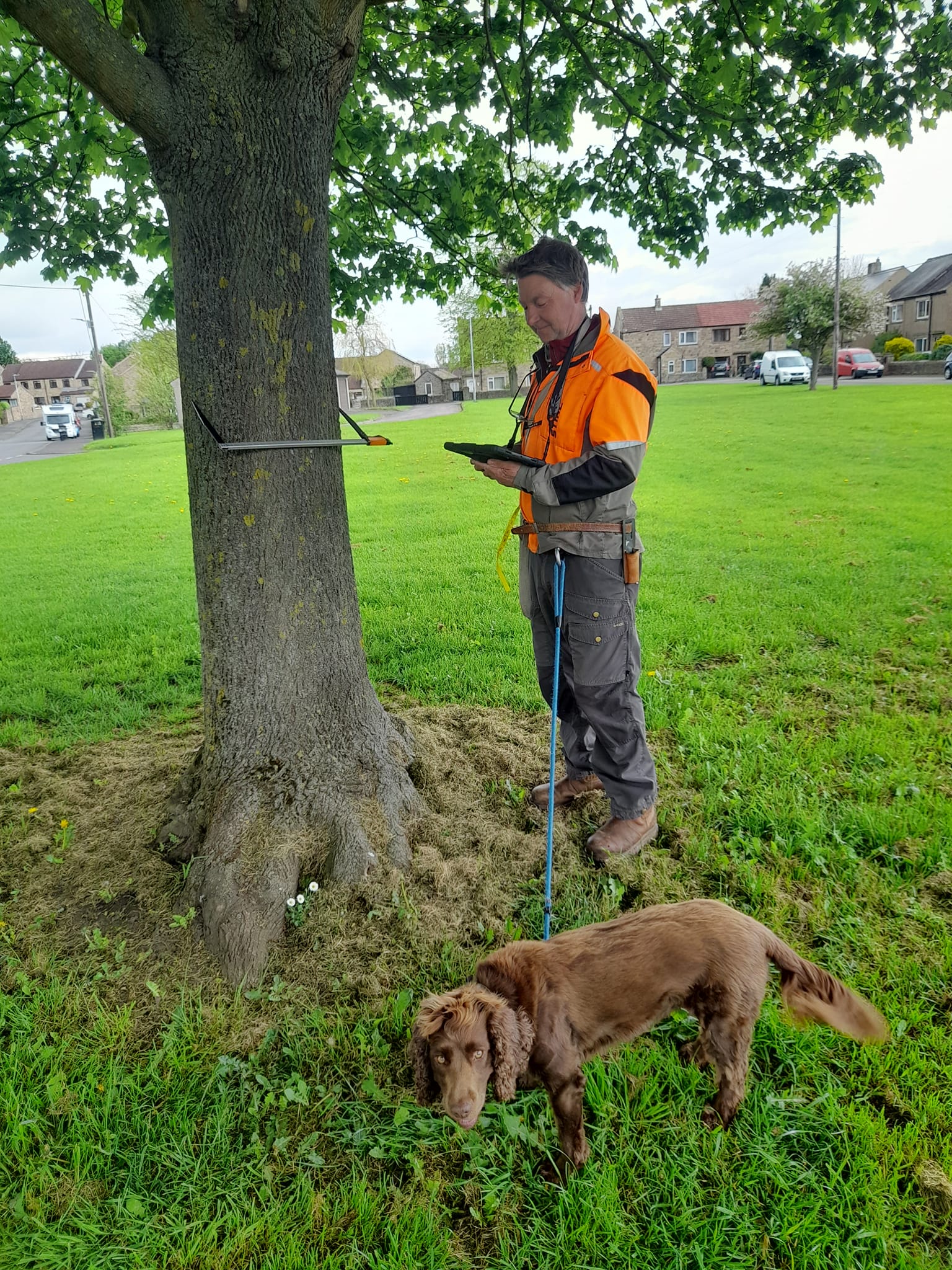 I've been surveying street trees... - Teesdale Heritage Trees | Facebook