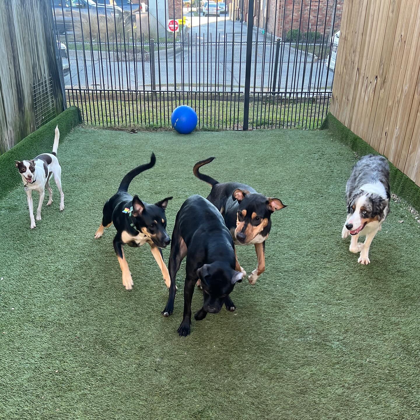 These crazy... Mid City Animal House Dog Daycare & Boarding