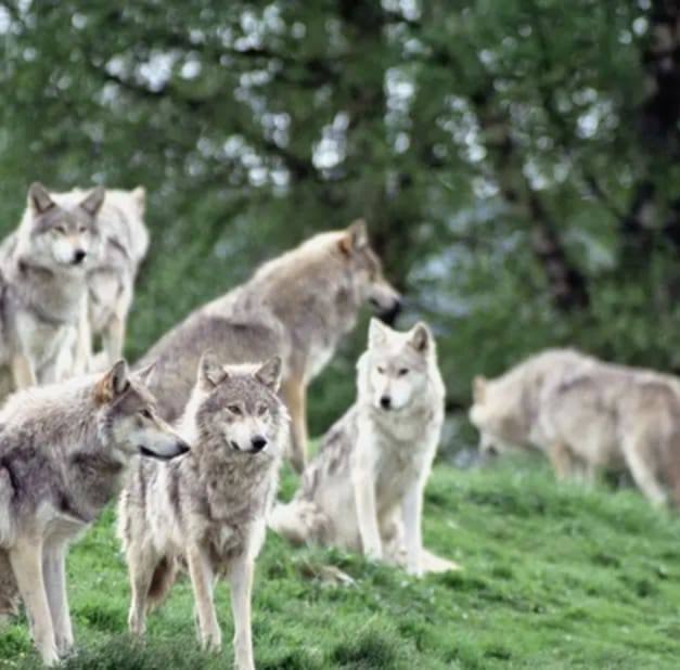 Starting a line up of workshops... - Wolf pack wood works | Facebook