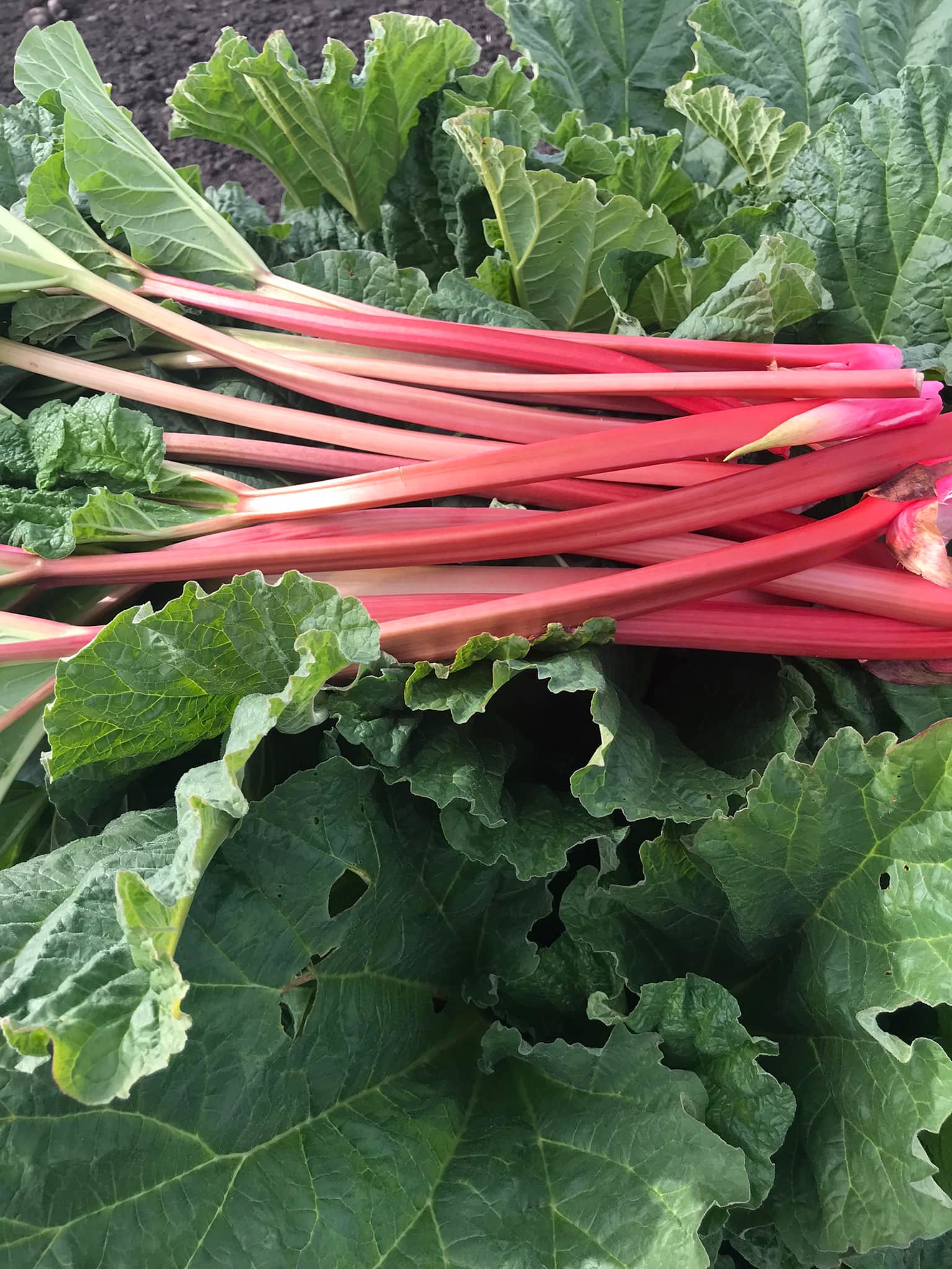 Purple Ridge Farm | Airdrie AB