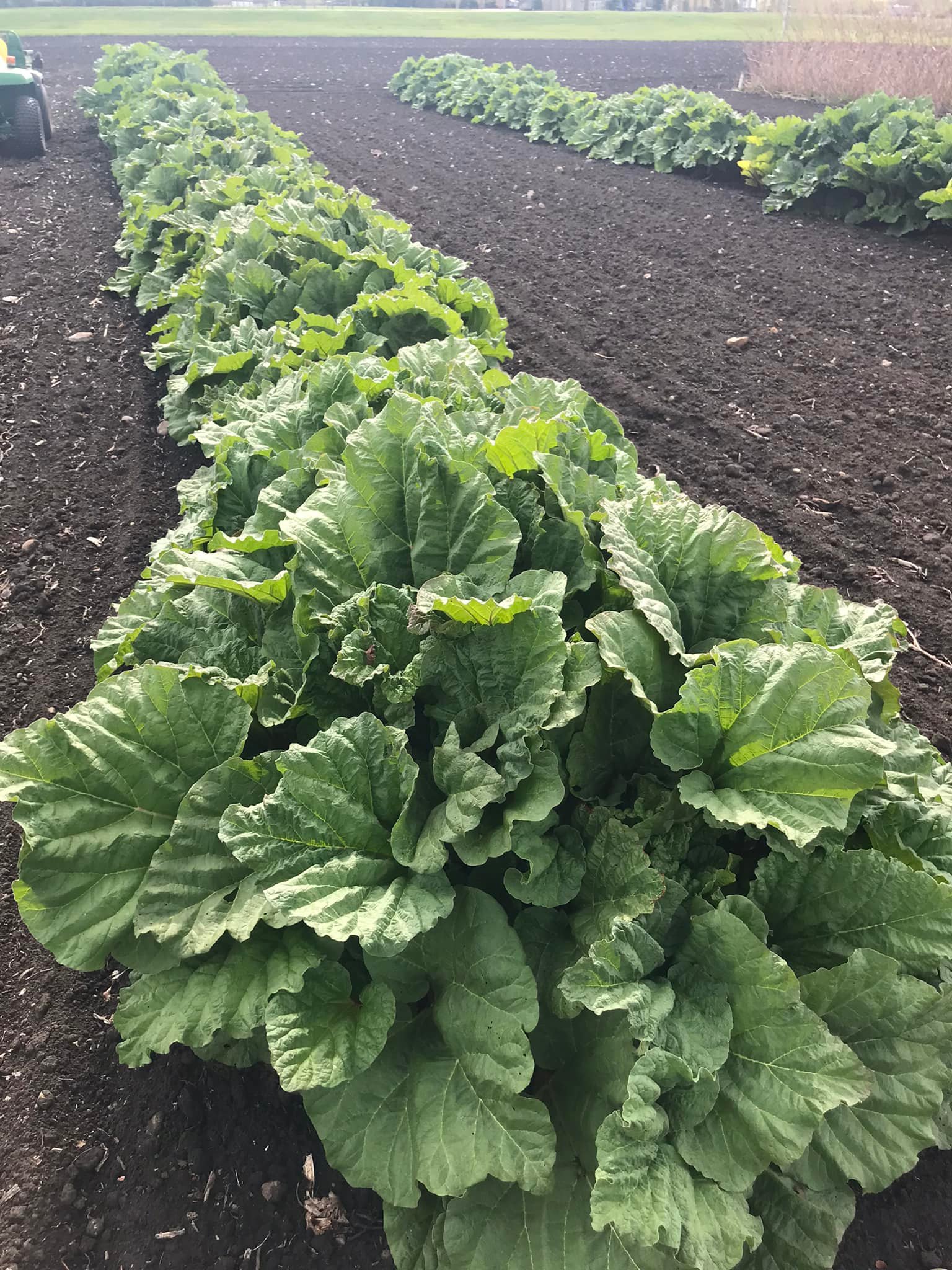 Purple Ridge Farm | Airdrie AB