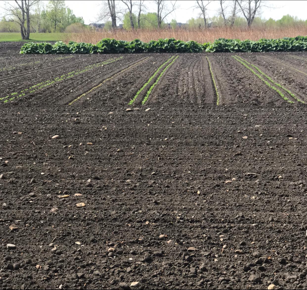 Purple Ridge Farm | Airdrie AB