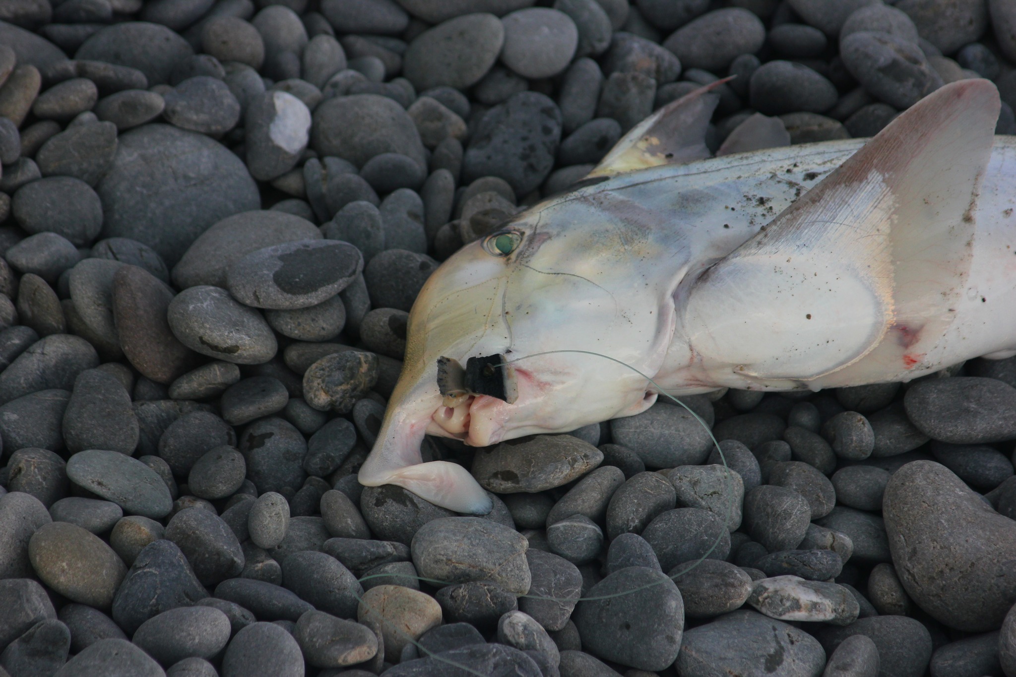 South - Elephant fish season is just six weeks away with fish turning ...