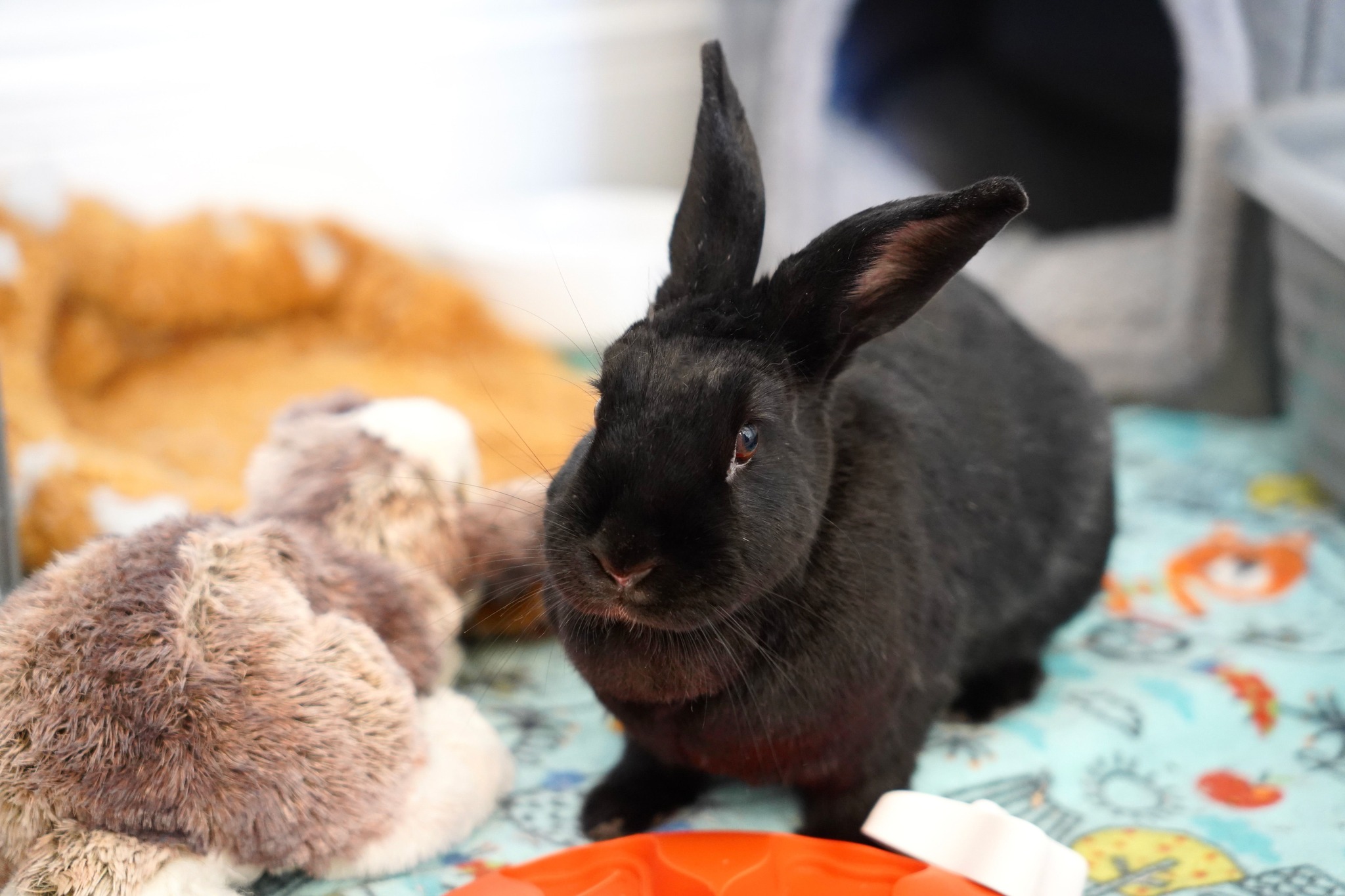 House - Did you know that we offer Zoom classes on rabbit care ...