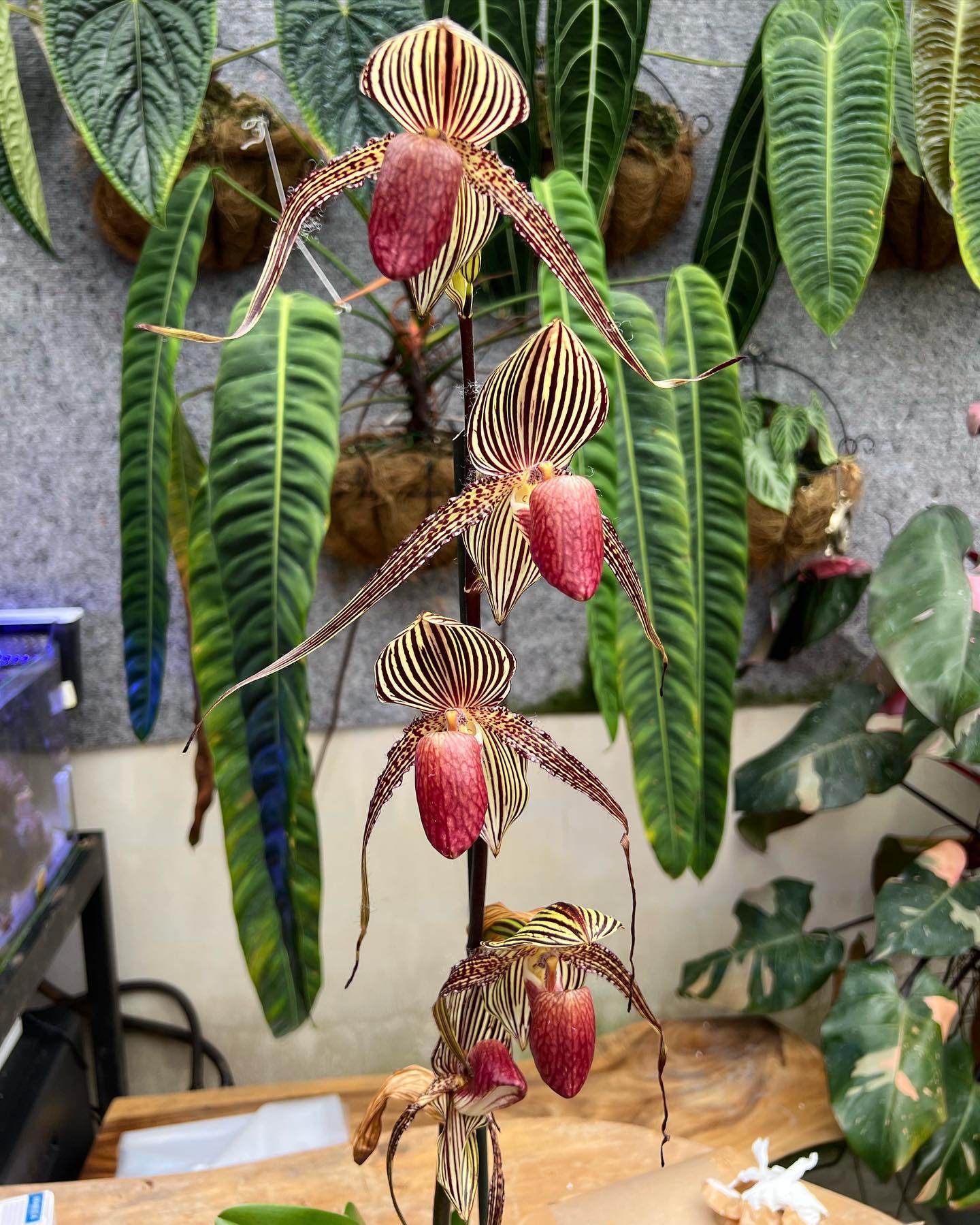 PN - Paph. Rothschildianum selected clone from Papow🌿 ———————————— For ...
