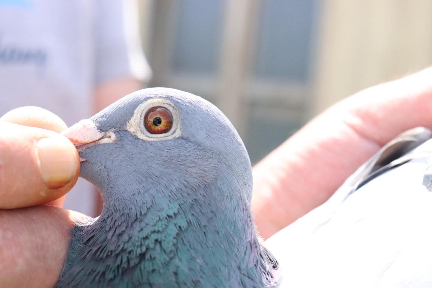 EPA - Exclusive Pigeon... - EPA - Exclusive Pigeon Auctions