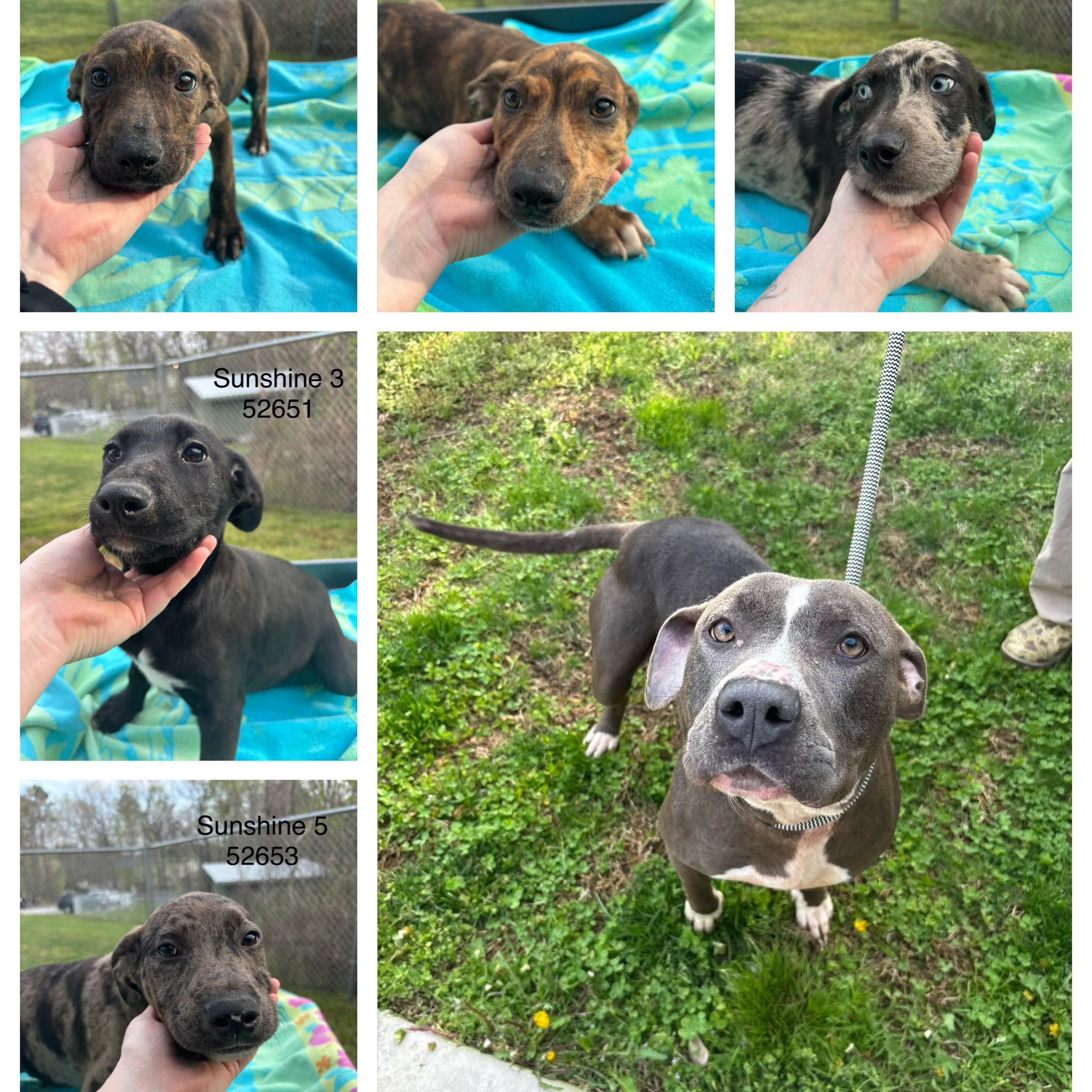 RESCUED BY Rose's Wish!! WILLIE HAS RESCUE COMMITMENT!! 🎉🎉🎉 URGENT ...