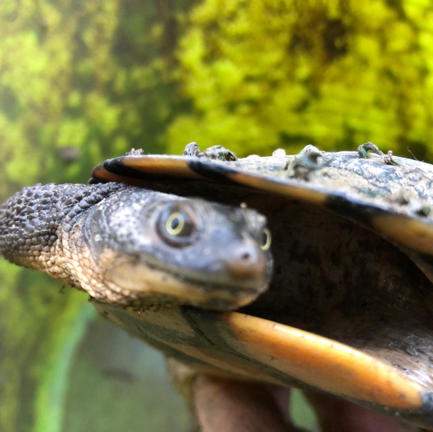 Back at it again today to... - Turtle Rescues New South Wales