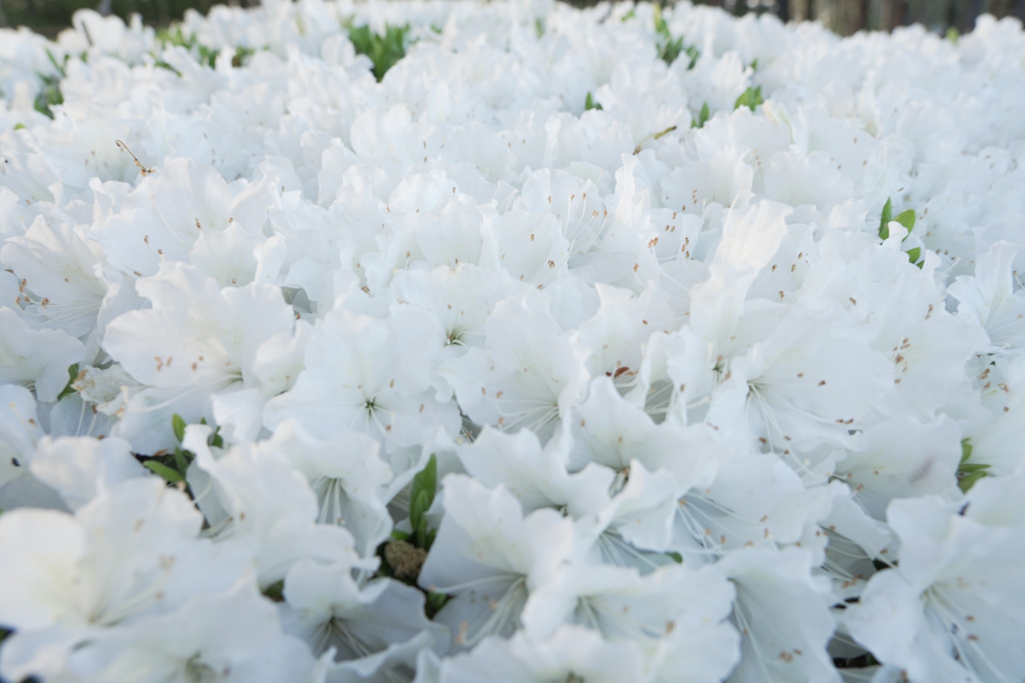 We're hours away from Augusta National, but the Azaleas are in