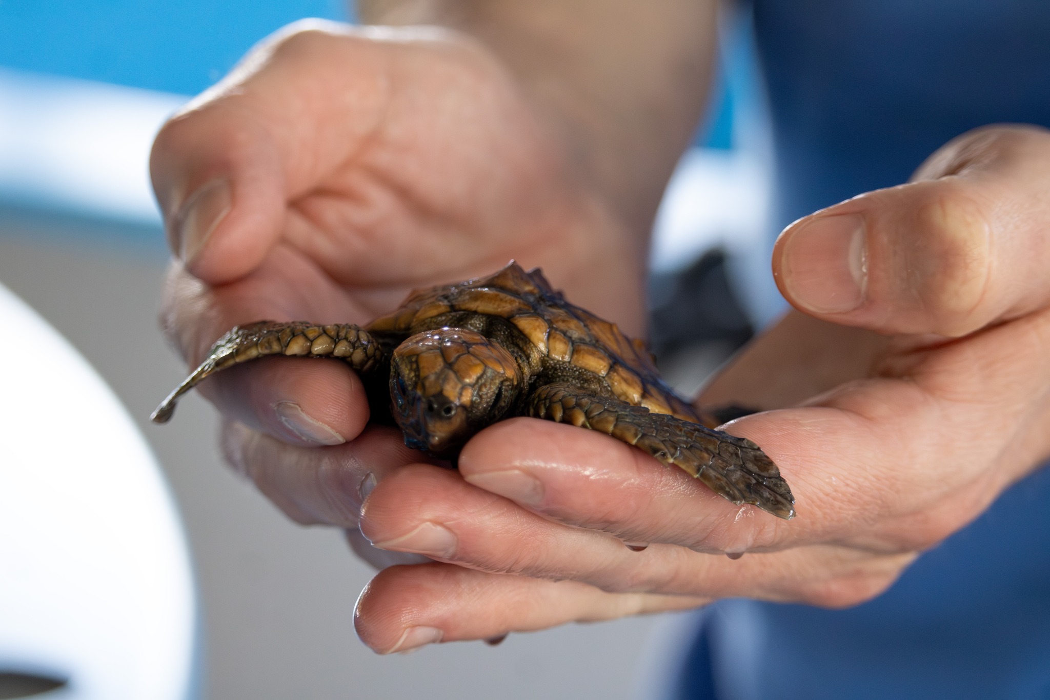 Brevard Zoo - At our Sea Turtle Healing Center, we’ve...