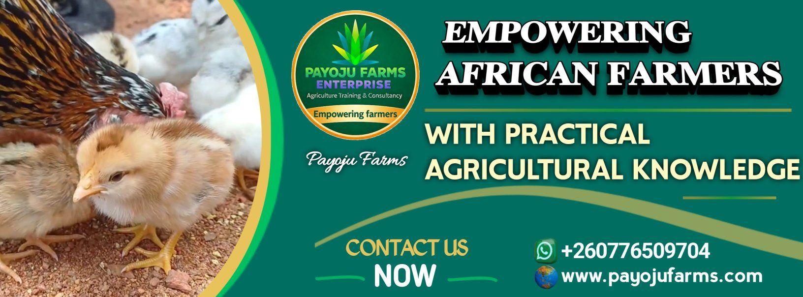 Free range chickens rearing | Lusaka