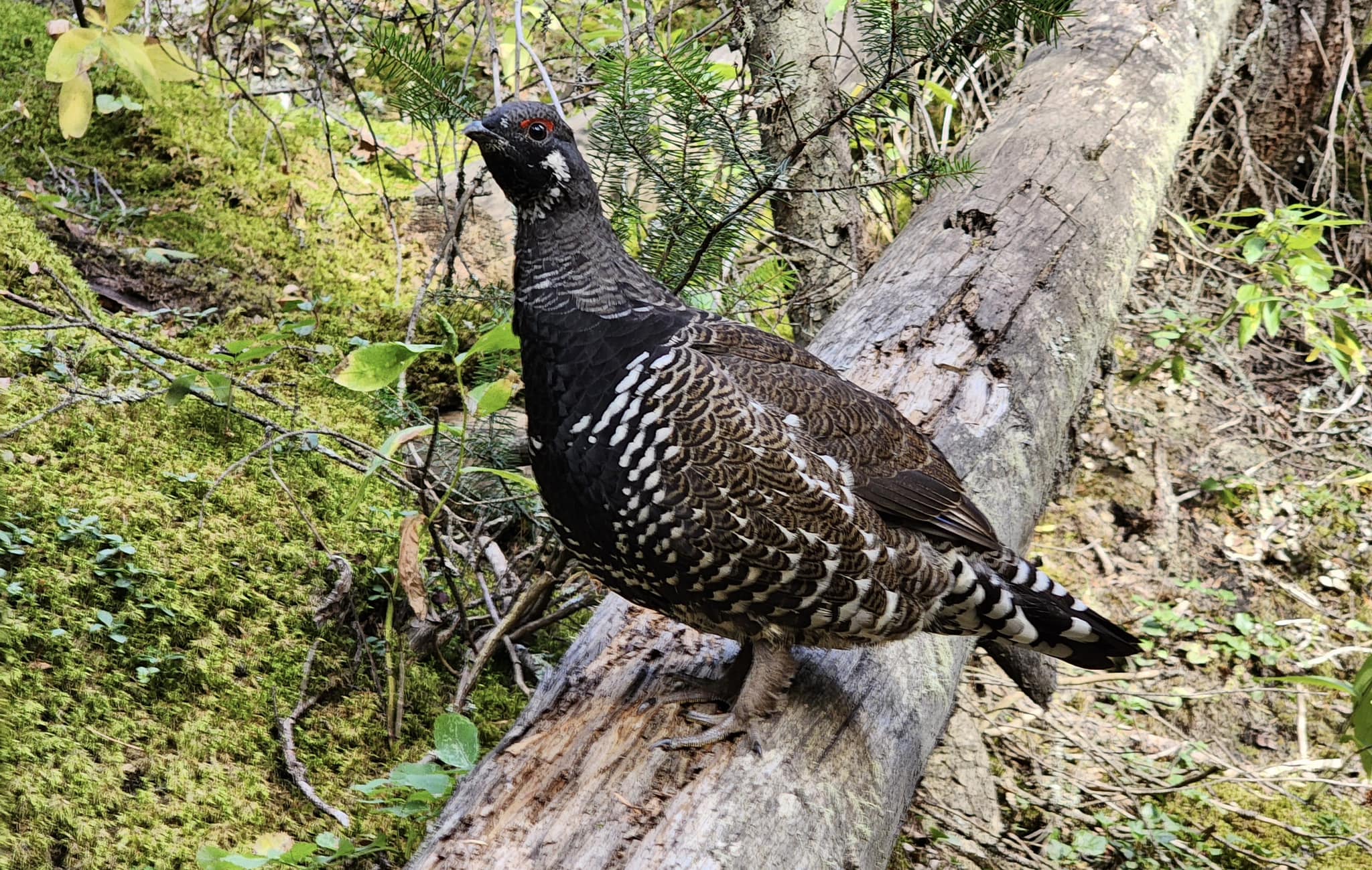 What type of grouse is this near Banff Park?