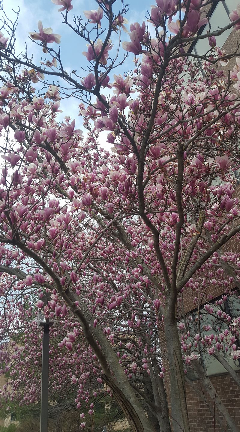 Howard County Master Gardeners, University of Maryland Extension ...
