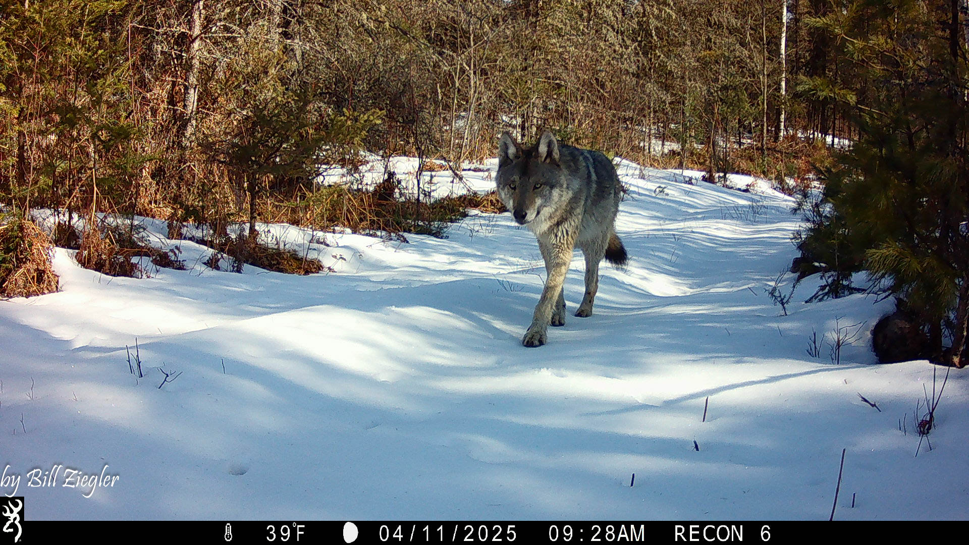 Great Lakes Wolves & Predators (MN, WI, MI) | Early spring daytime ...