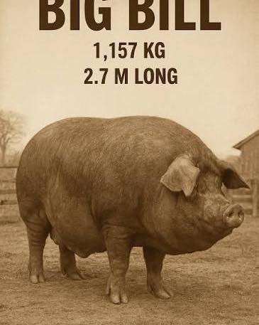 Fun Fact Friday!! The largest pig on record was a Poland-China hog