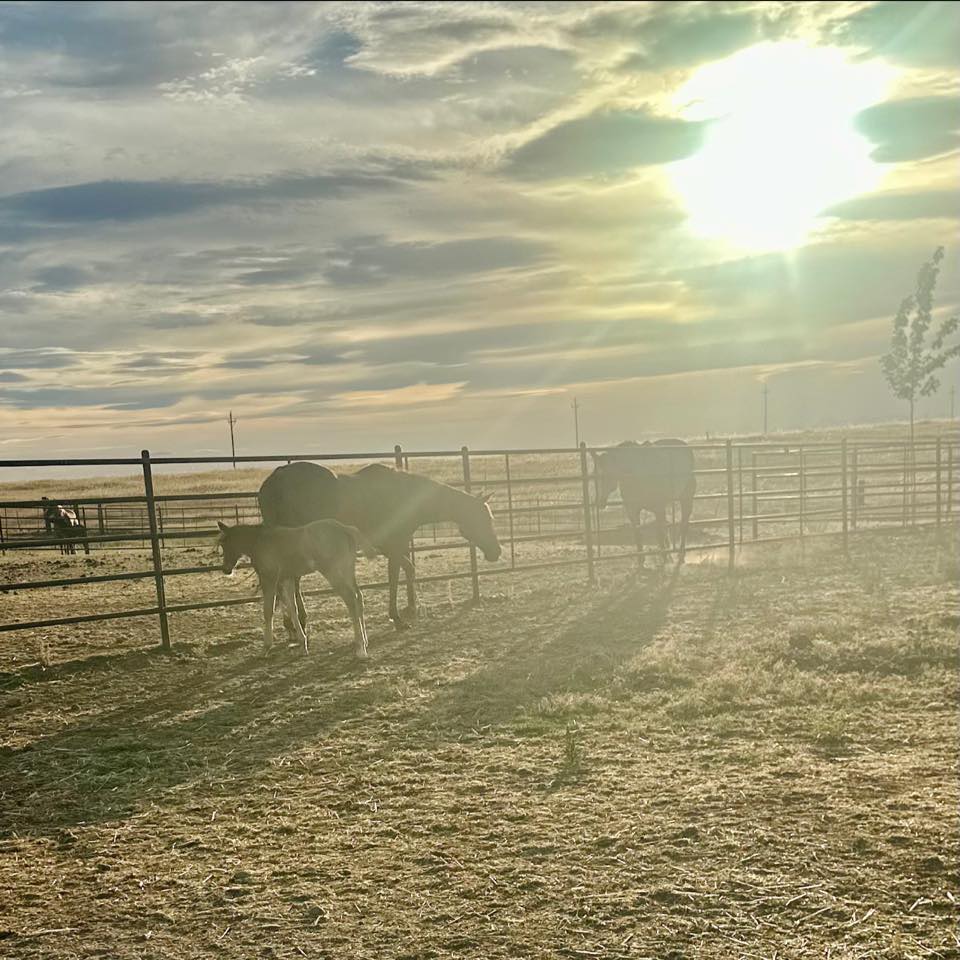Long Shot Ranch | Wheatland CA