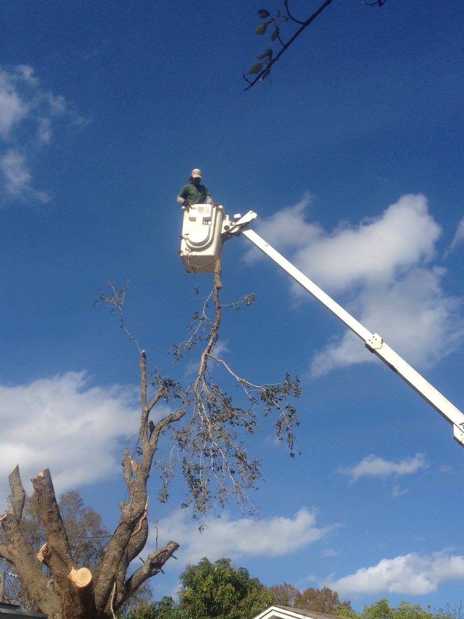 Royalty Tree Service | Cocoa FL