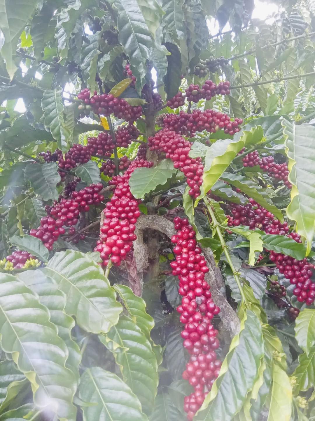 Rum Coffee | Ho Chi Minh City