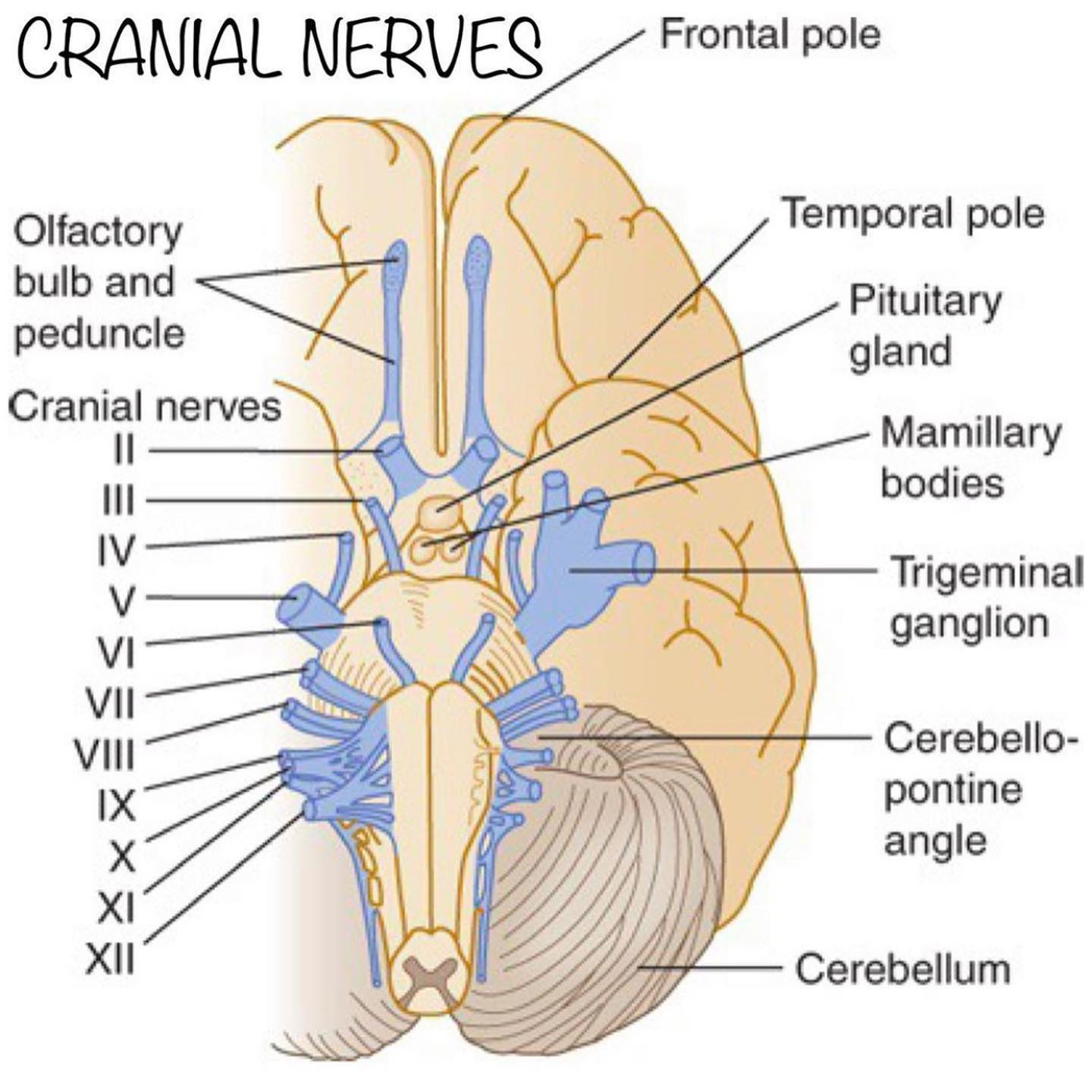 Free access to Rhoton's cranial anatomy and surgical approaches