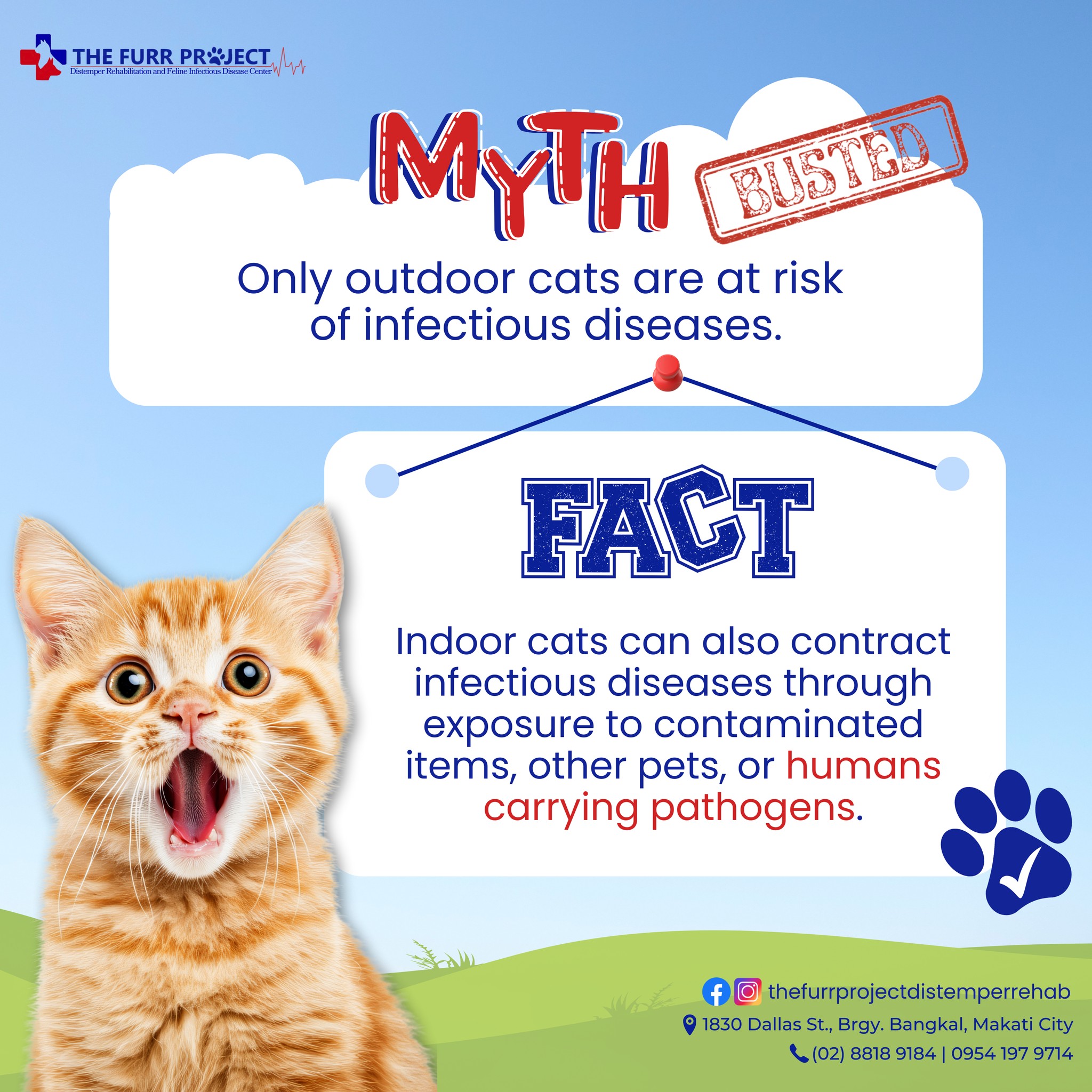 The Furr - Think your indoor cat is completely safe? Think again ...