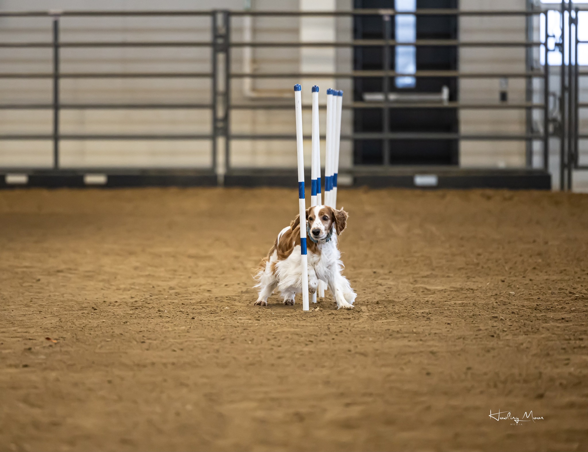 Coppercrest Welsh Springer Spaniels | Arvada CO