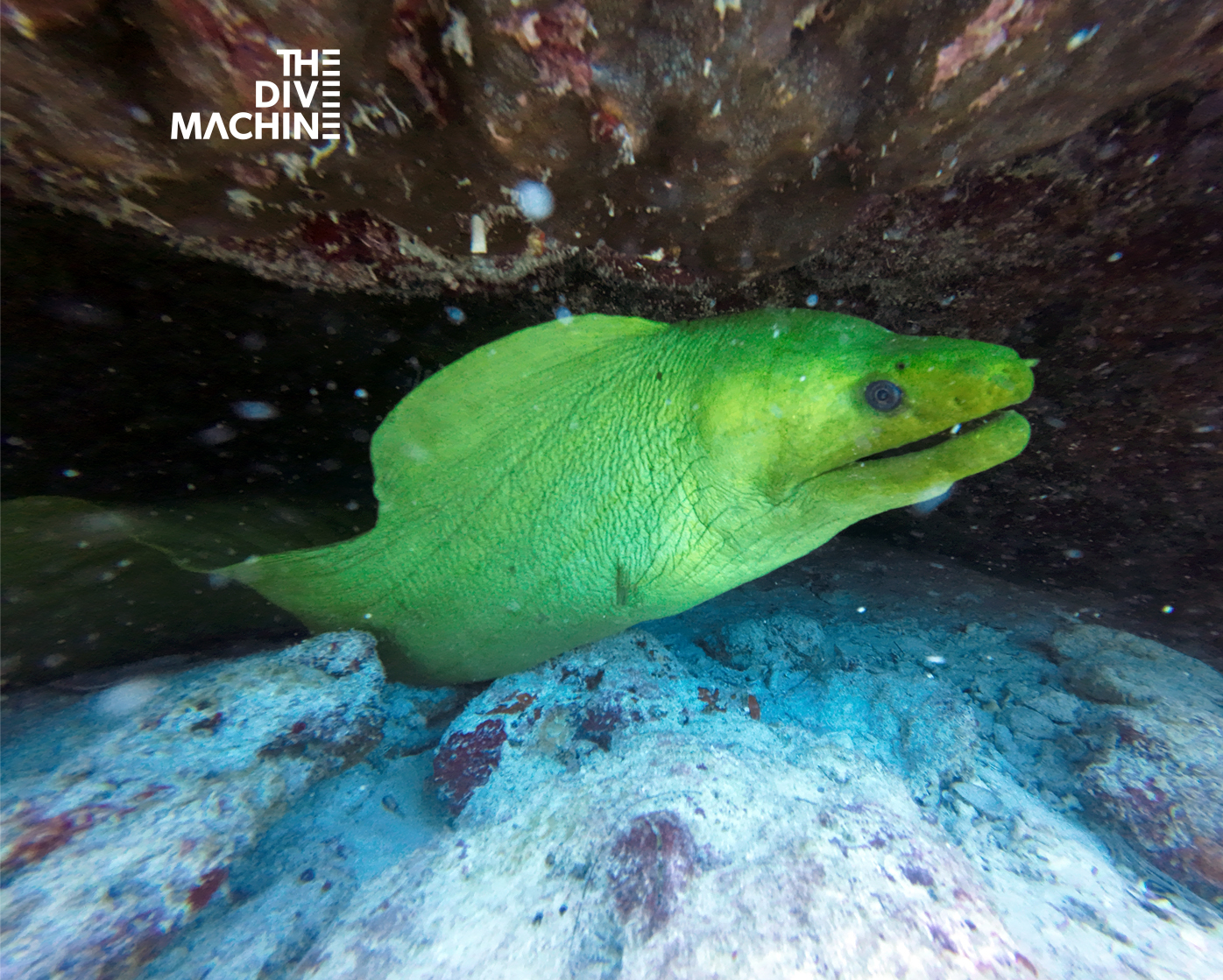 🇲🇽Datos... - The Dive Machine Diving Playa Del Carmen