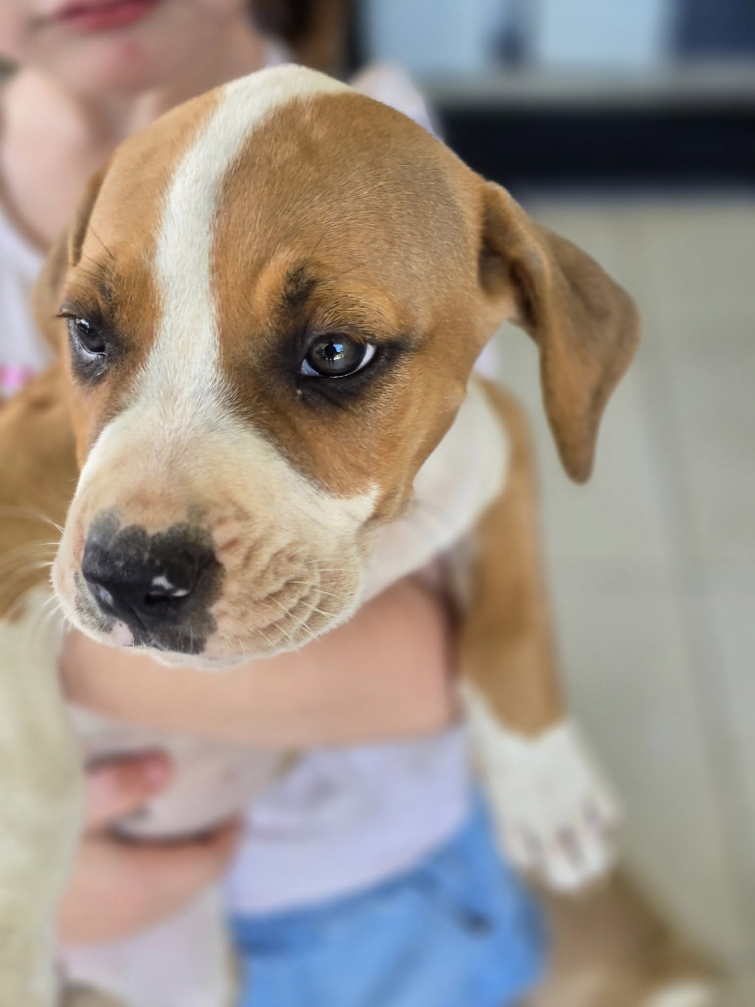 North Qld Animal Rescue Inc. | Cairns QLD
