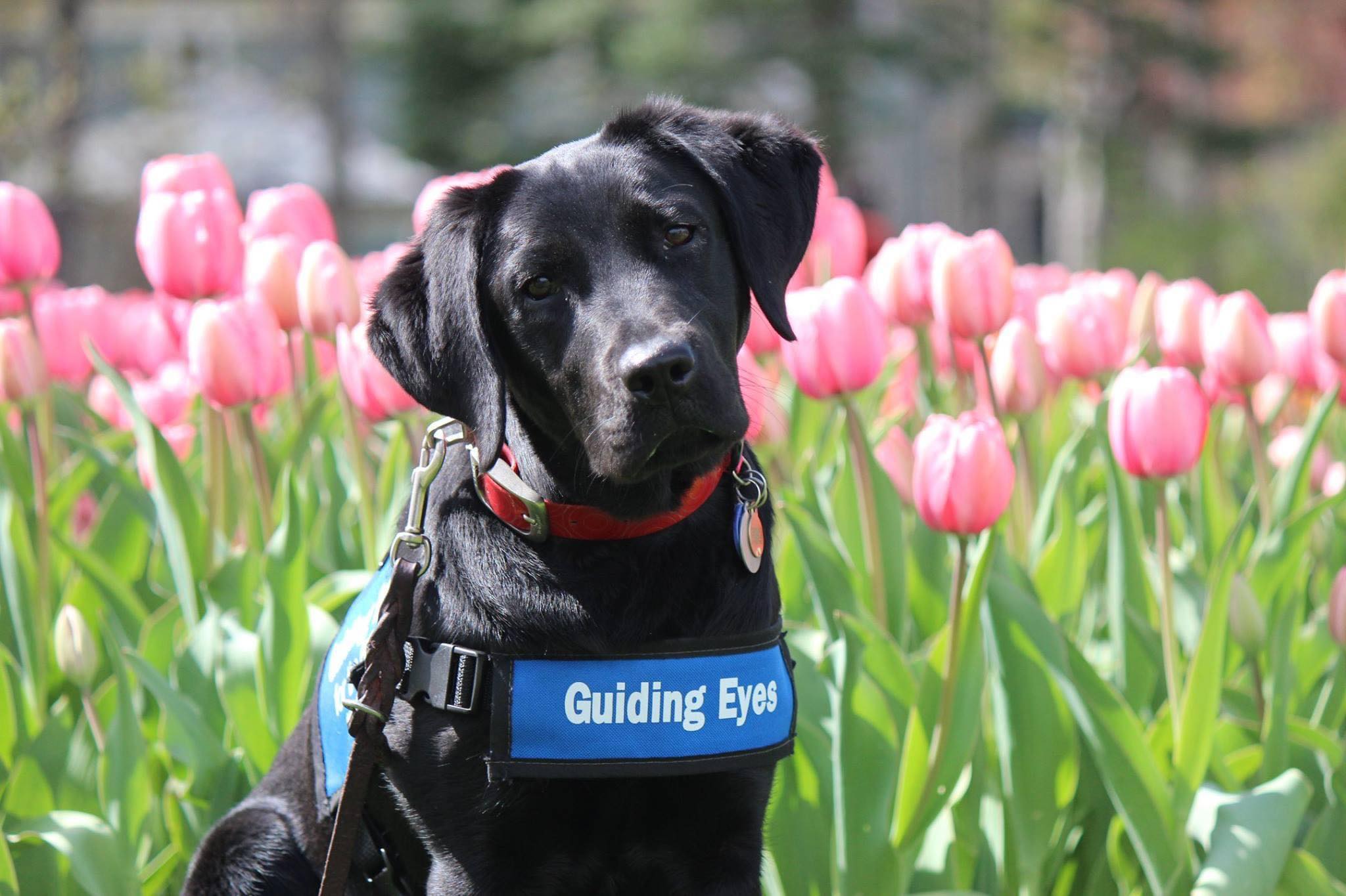 Freedom Guide Dogs added a new photo. - Freedom Guide Dogs