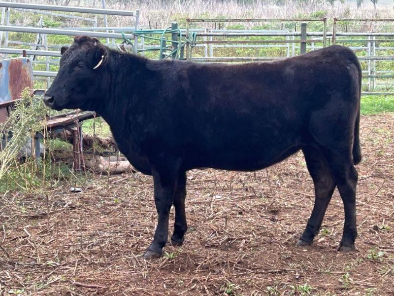 Linc’D - 🐂Beef Australia 🐂 ‼️Elders Signature Wagyu Sale‼️ 🚨Vendor ...