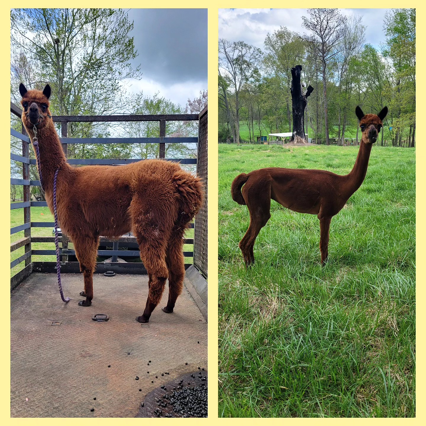 Hidden Rivers Farm | Hartselle AL