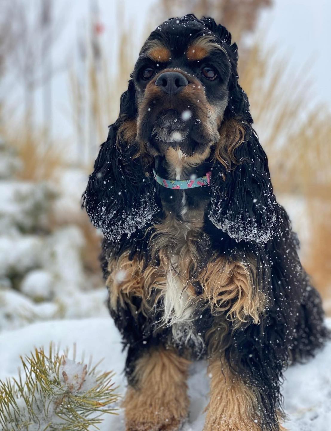 Northern Nevada Cocker... - Northern Nevada Cocker Spaniels
