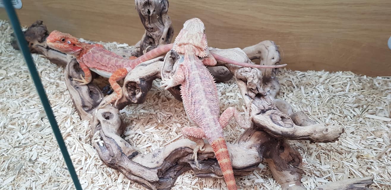 Our last 2 female red translucent... - The Jungle Reptiles