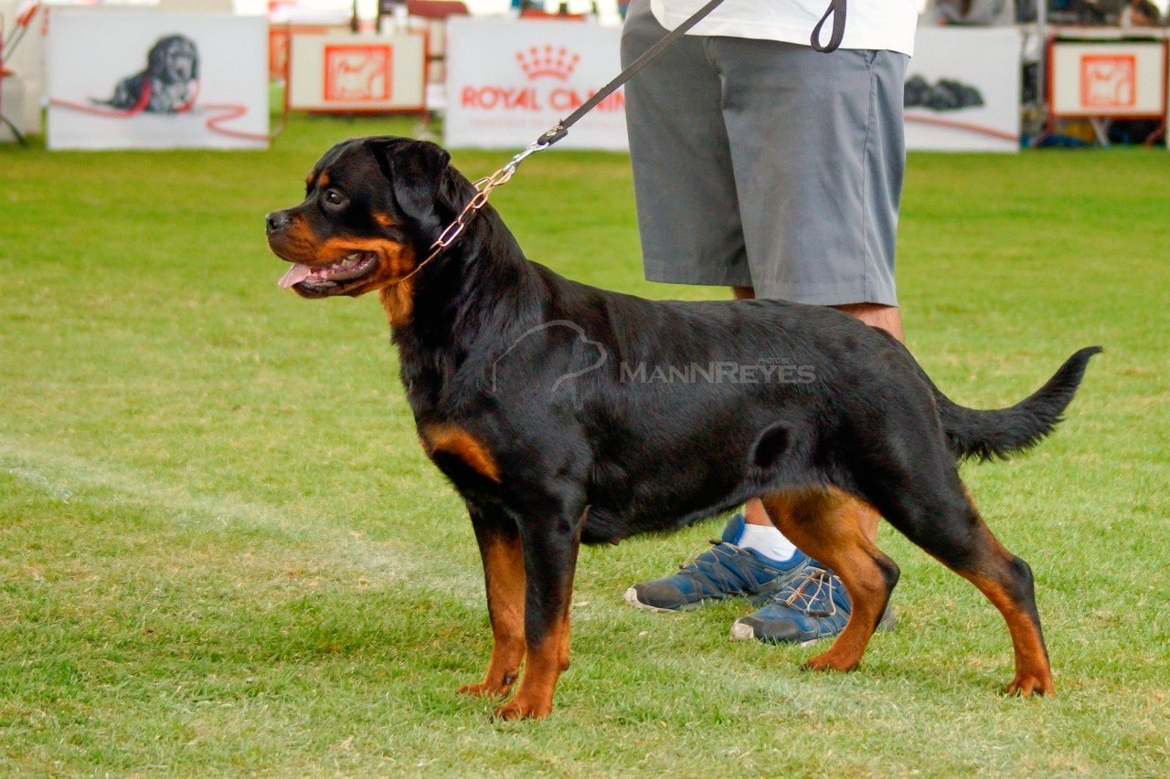 Rottweiler México | Mexico City