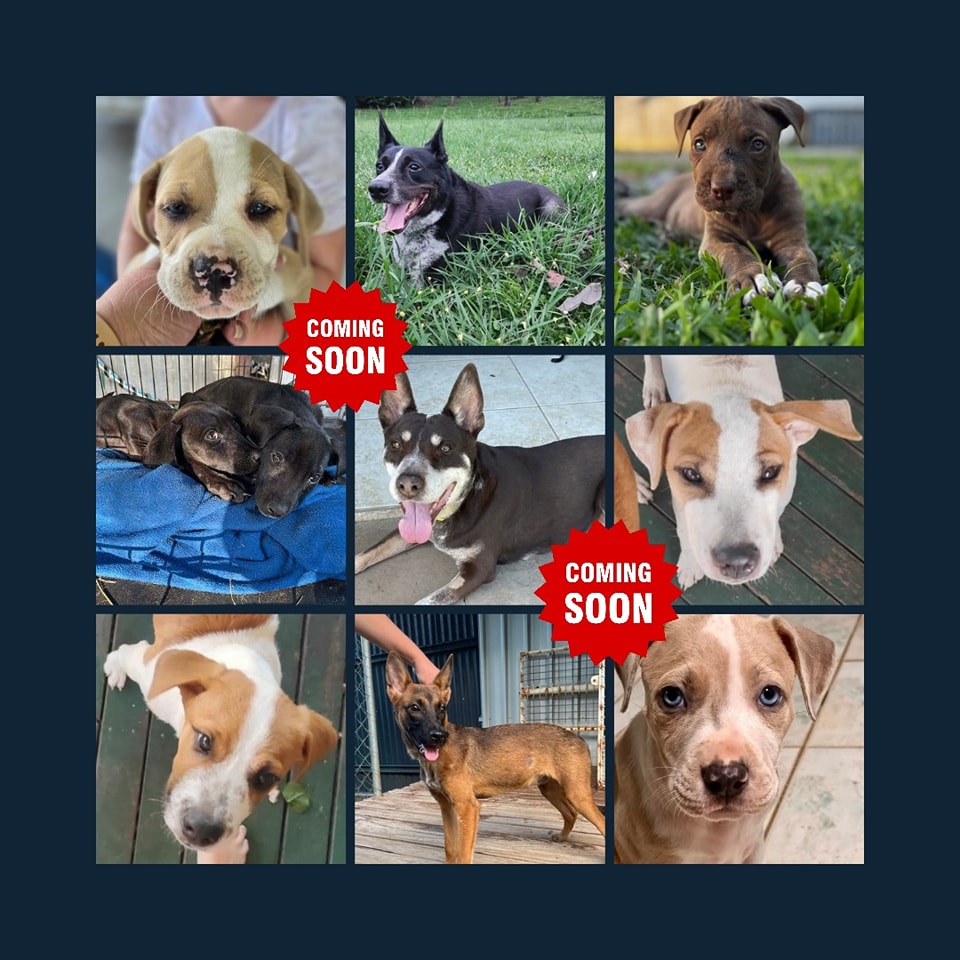 North Qld Animal Rescue Inc. | Cairns QLD