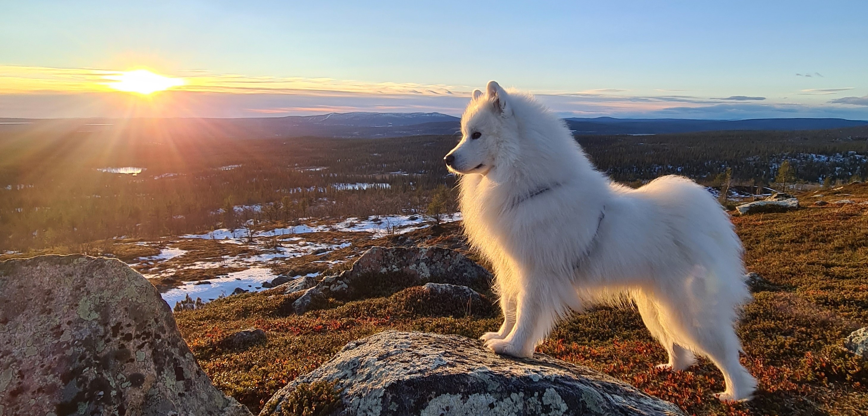 Kuusamon Musti ja Mirri | Kuusamo