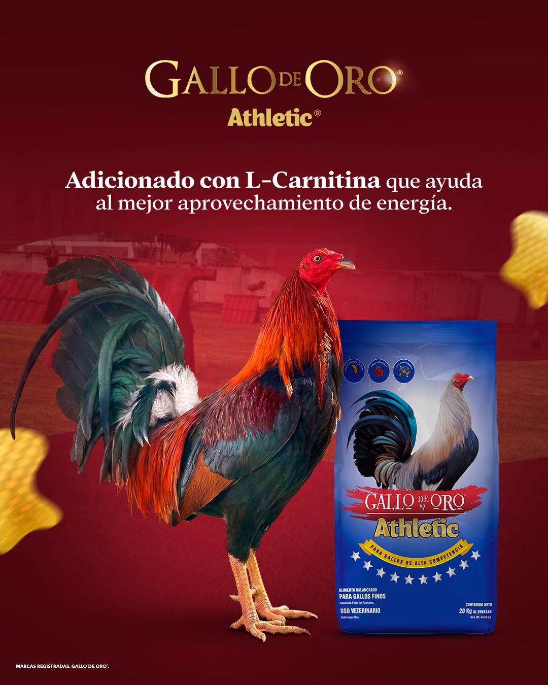 l carnitina para gallos de pelea Mantén a tu gallo en forma y fuerte 🐓💪 Gallo Oro® Athletic® es un alimento desarrollado de alta competencia que aporta energía de rápida disposición, ayudando a la condición Kojic Acid & Glutathione Expert Series FLAVOURS:Mango Punch
