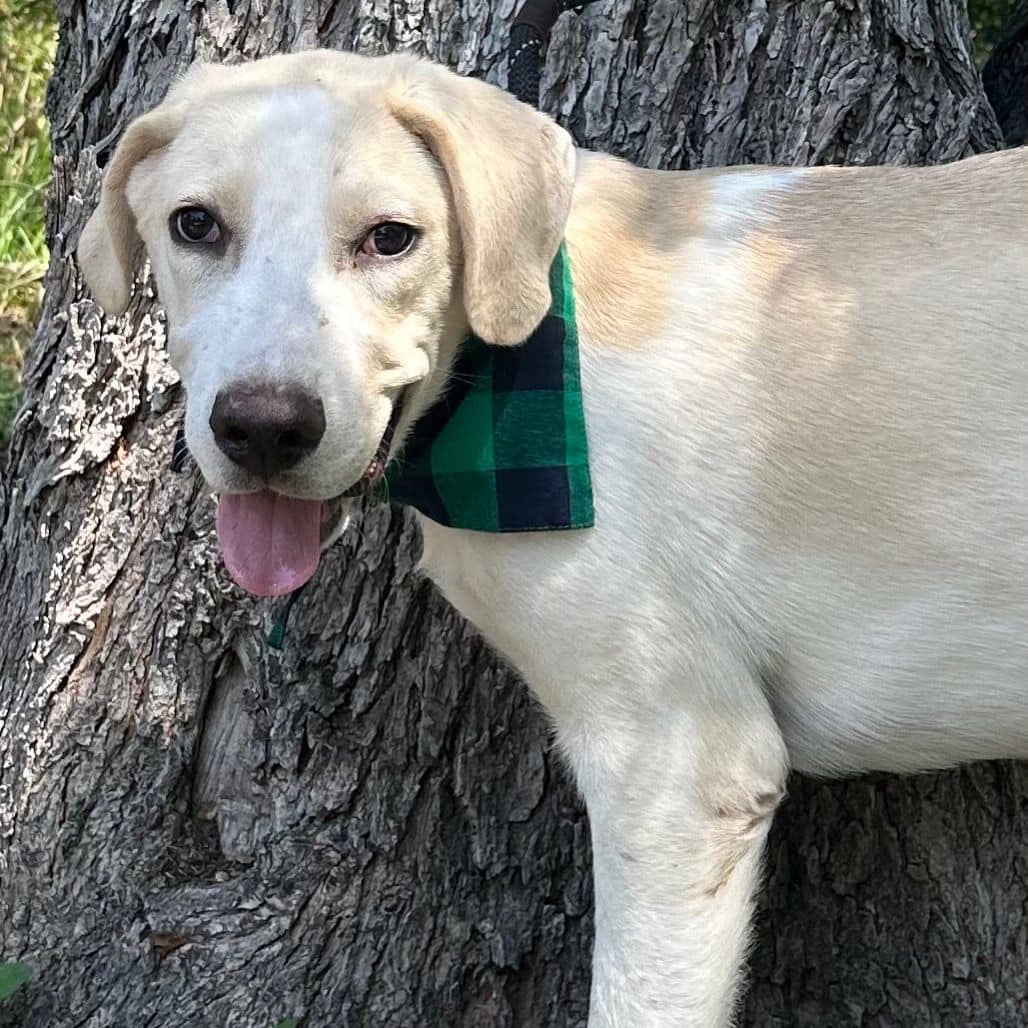 Meet Rudy. He’s arriving soon.... - Chicagoland Lab Rescue | Facebook